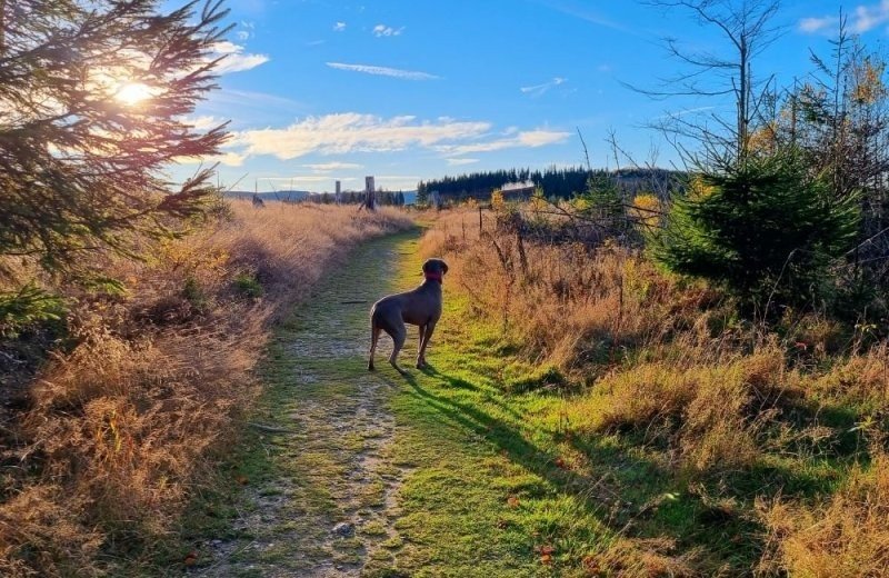 Campingplatz im Sauerland mit Hund
