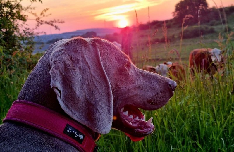 Ferienpark sauerland hundeurlaub