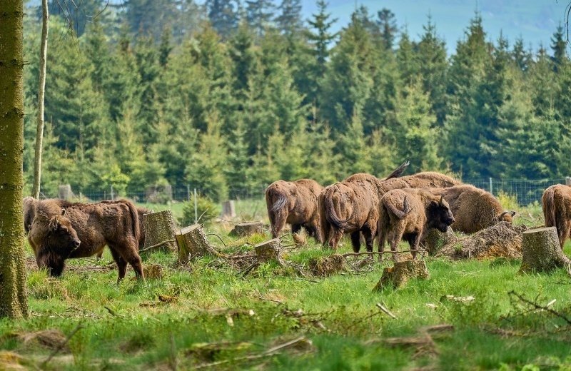 Rothaarsteig bison