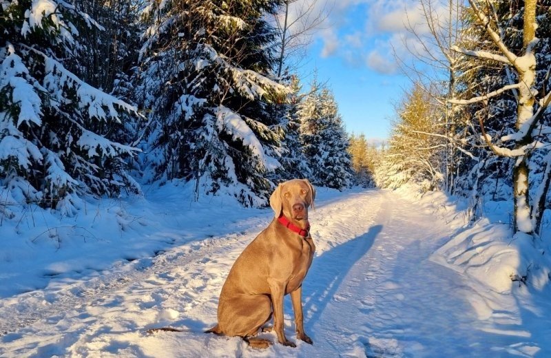 Wintercamping silvester mit hund sauerland